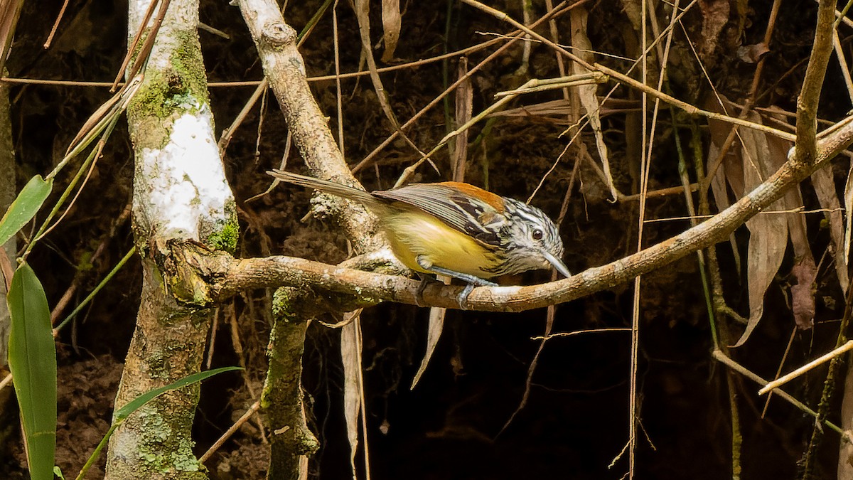 Streak-capped Antwren - ML614813950