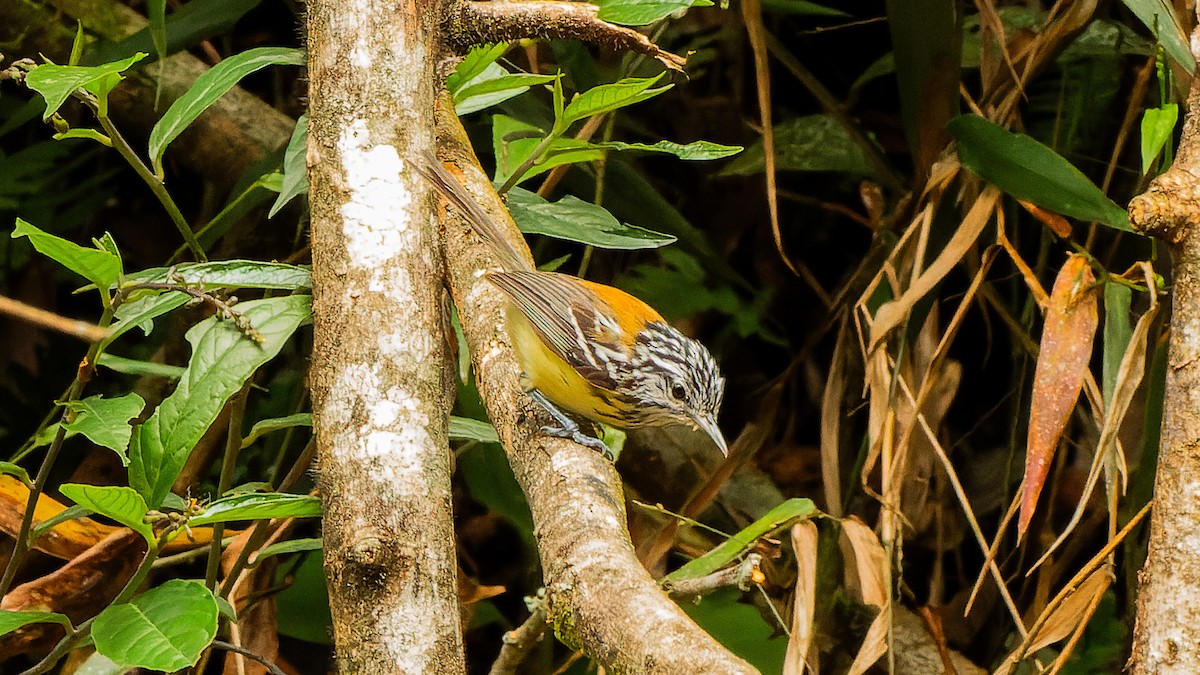 Streak-capped Antwren - Ricardo Mitidieri