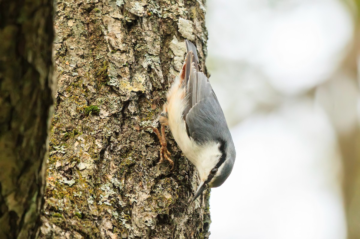 Eurasian Nuthatch - ML614813952