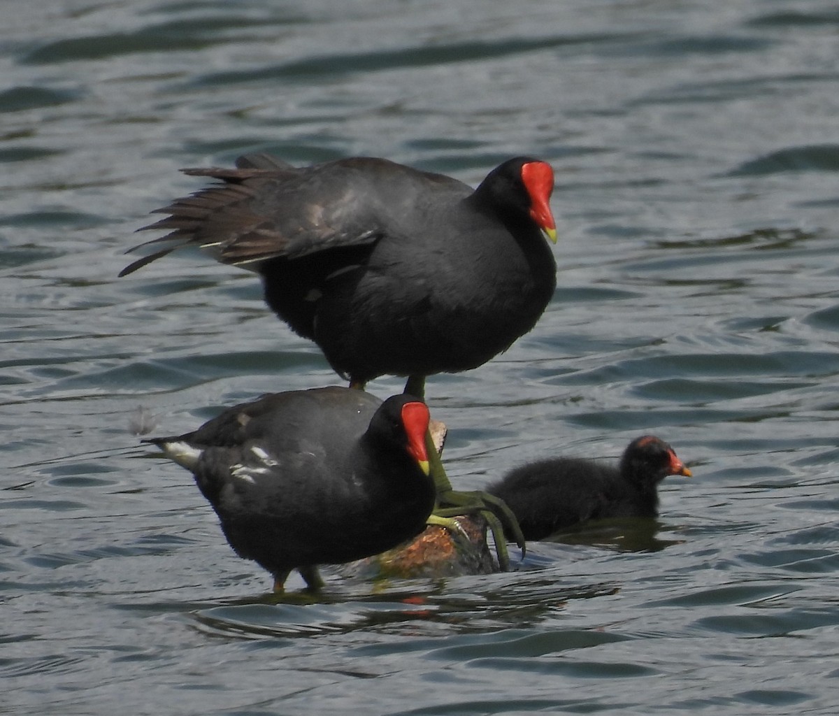 Common Gallinule - Mirian Brasil