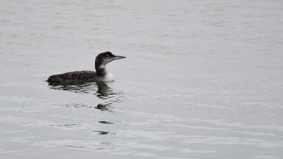 Common Loon - ML614814021