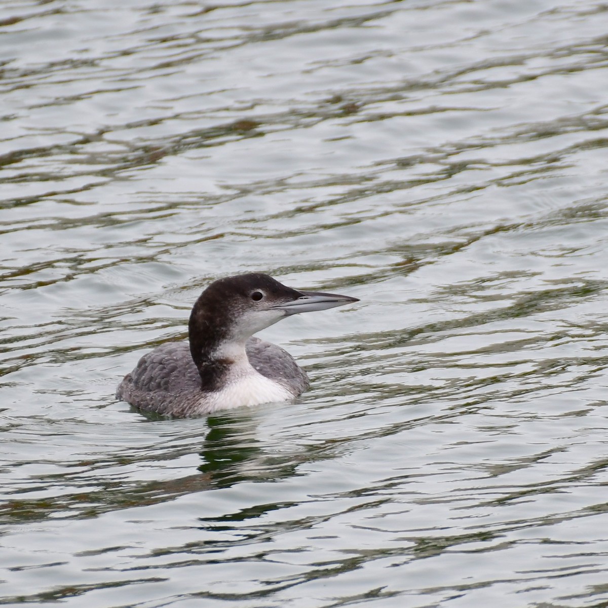 Common Loon - ML614814022