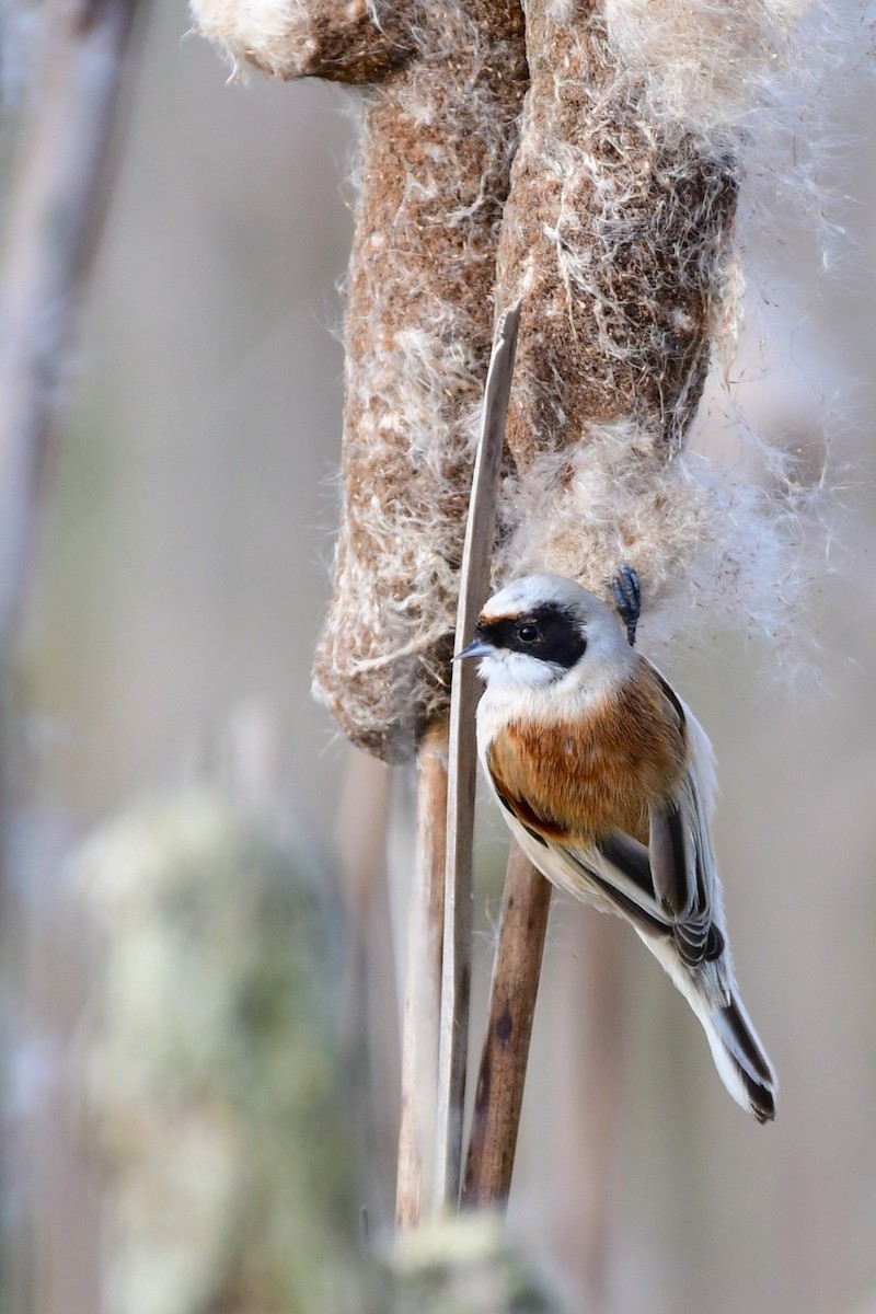 Eurasian Penduline-Tit - Jens De Bruycker