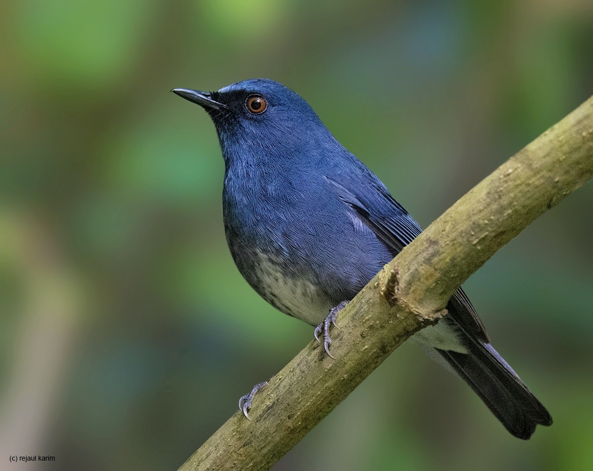 White-bellied Sholakili - ML614814093