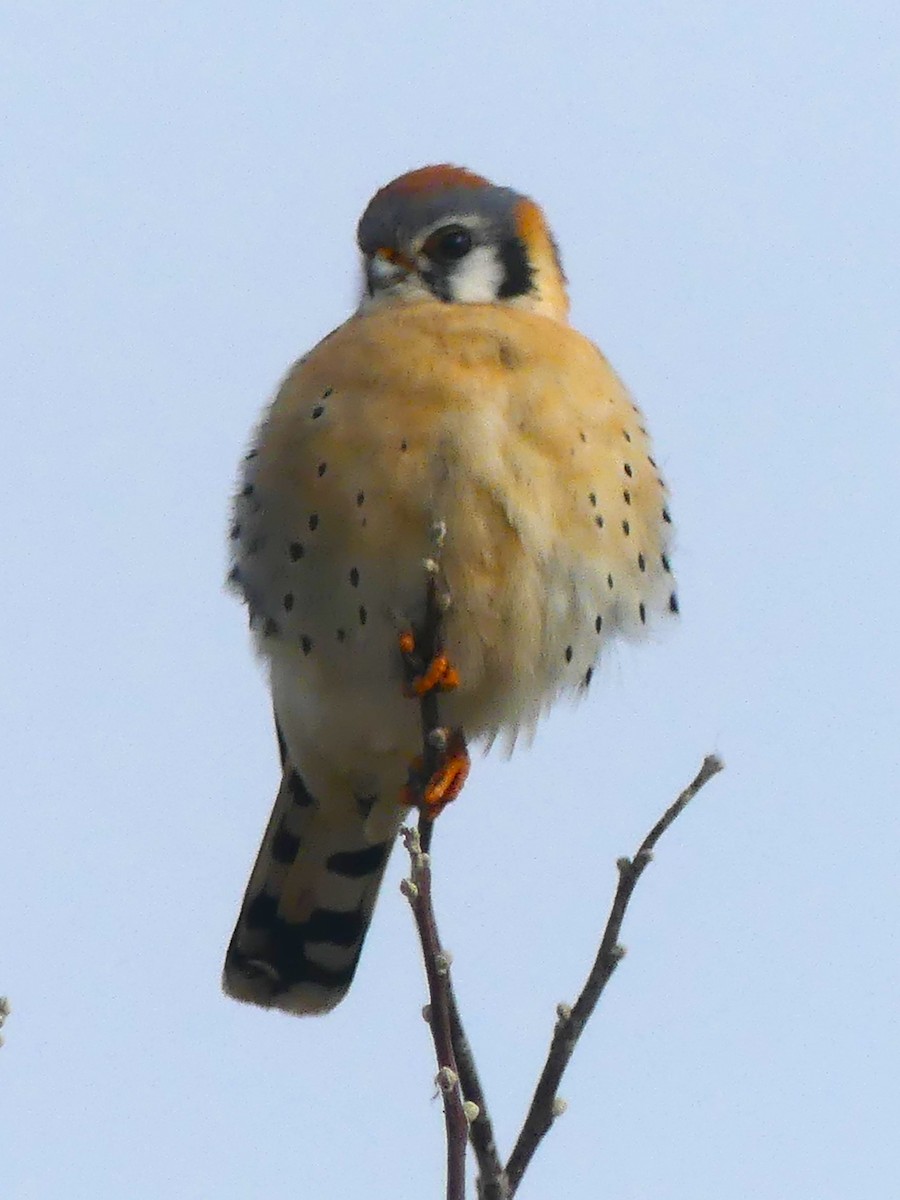 American Kestrel - ML614814112