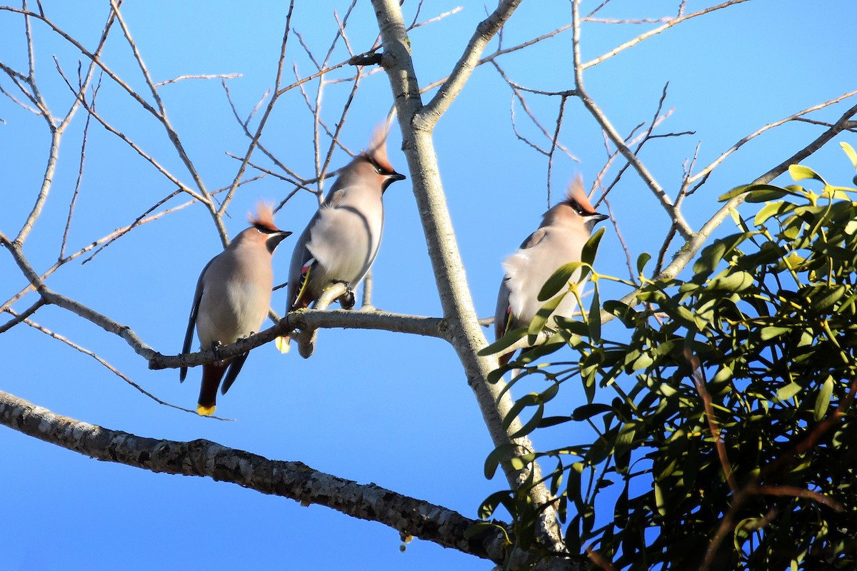 Bohemian Waxwing - ML614814179