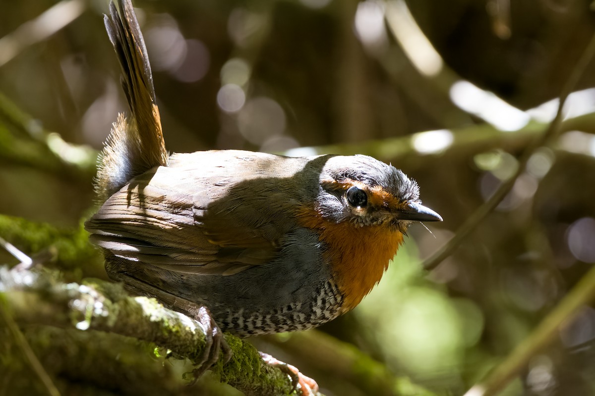 Chucao Tapaculo - Lupa Foto