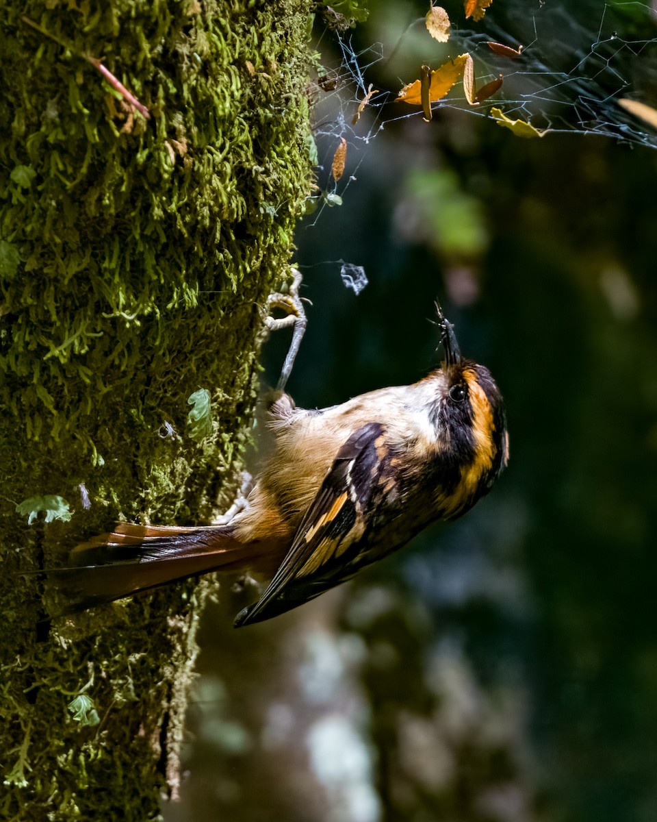 Thorn-tailed Rayadito - Lupa Foto