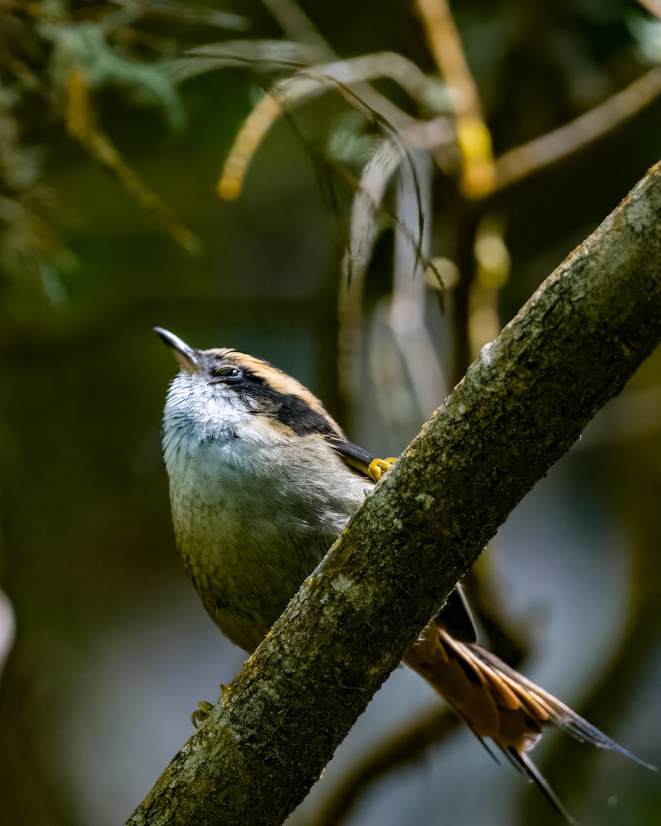 Thorn-tailed Rayadito - Lupa Foto