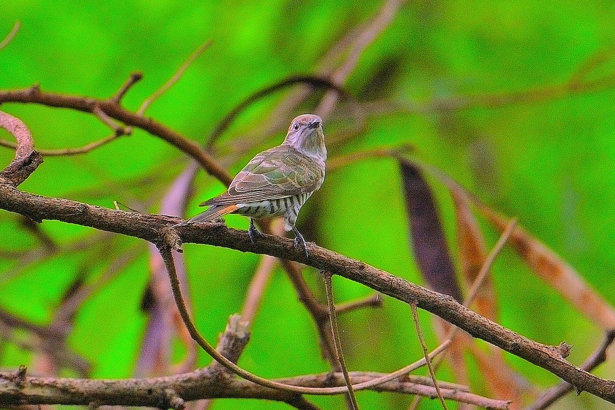 Horsfield's Bronze-Cuckoo - ML614814277