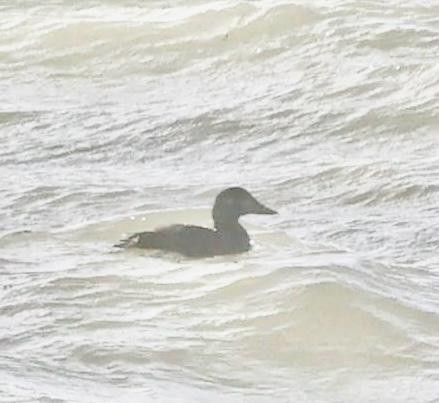 Surf Scoter - ML614814283