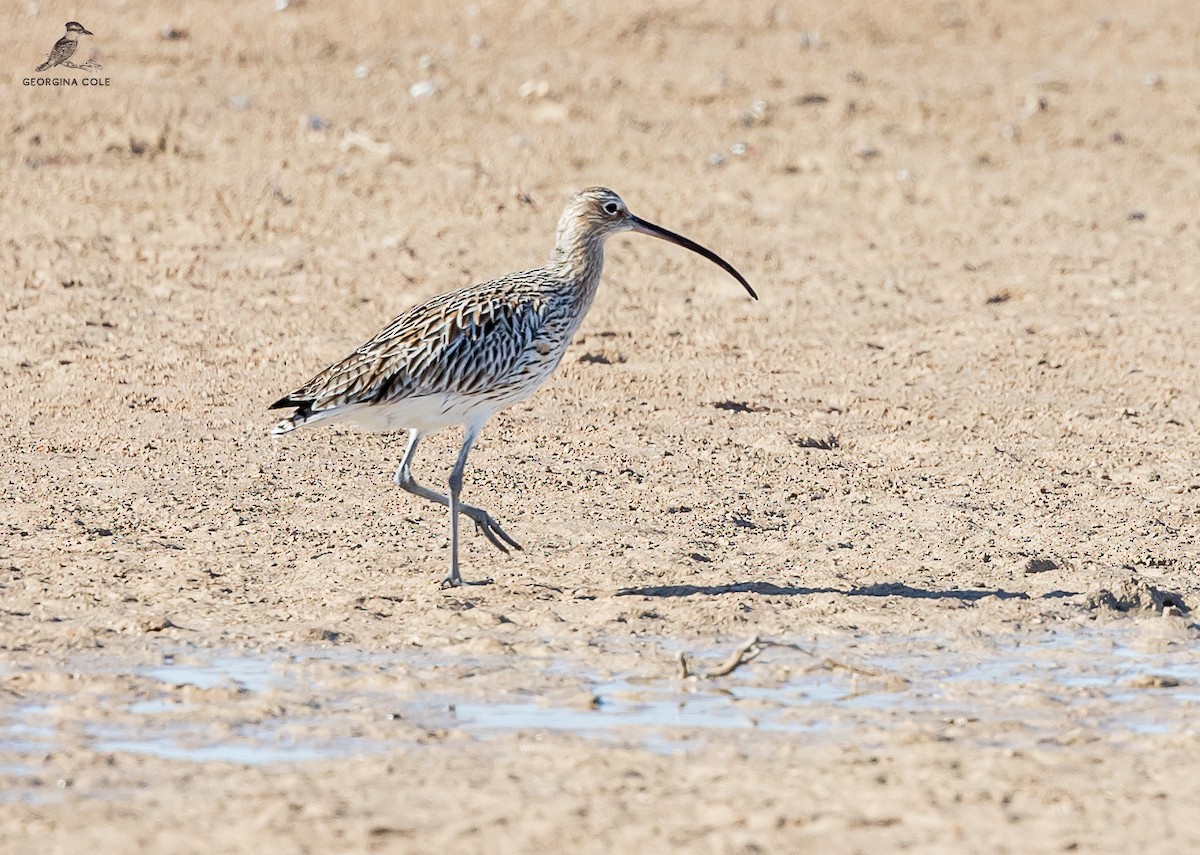 Eurasian Curlew - ML614814299