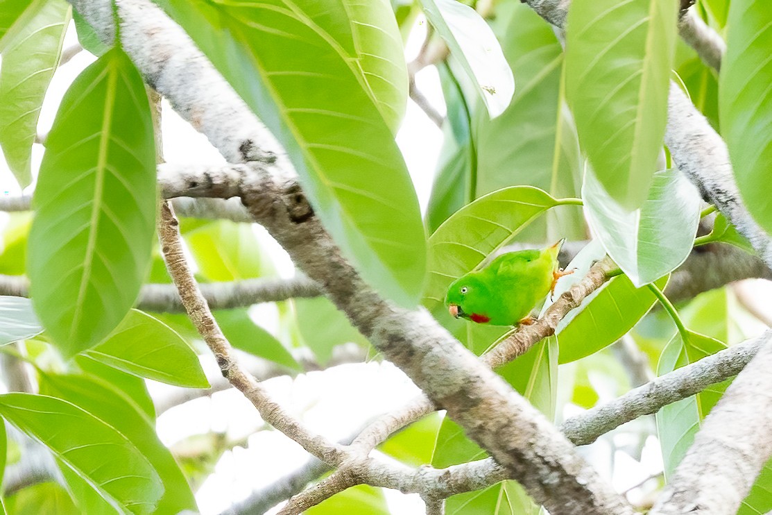 Wallace's Hanging-Parrot - ML614814326