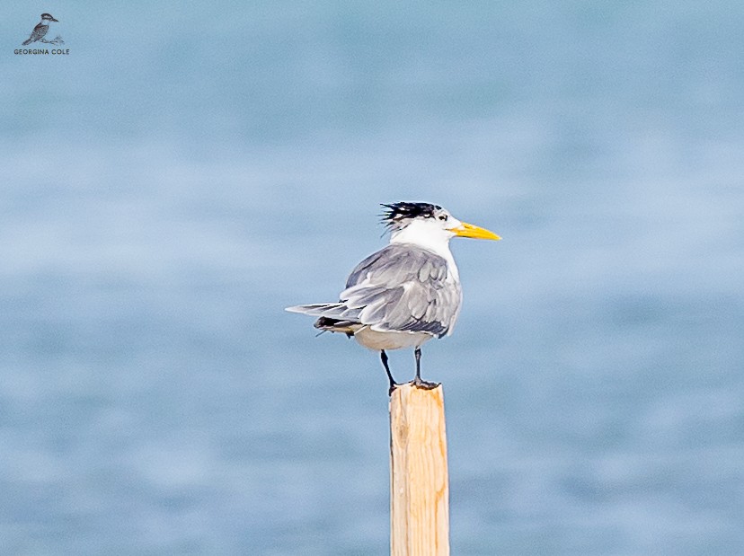 Great Crested Tern - ML614814331