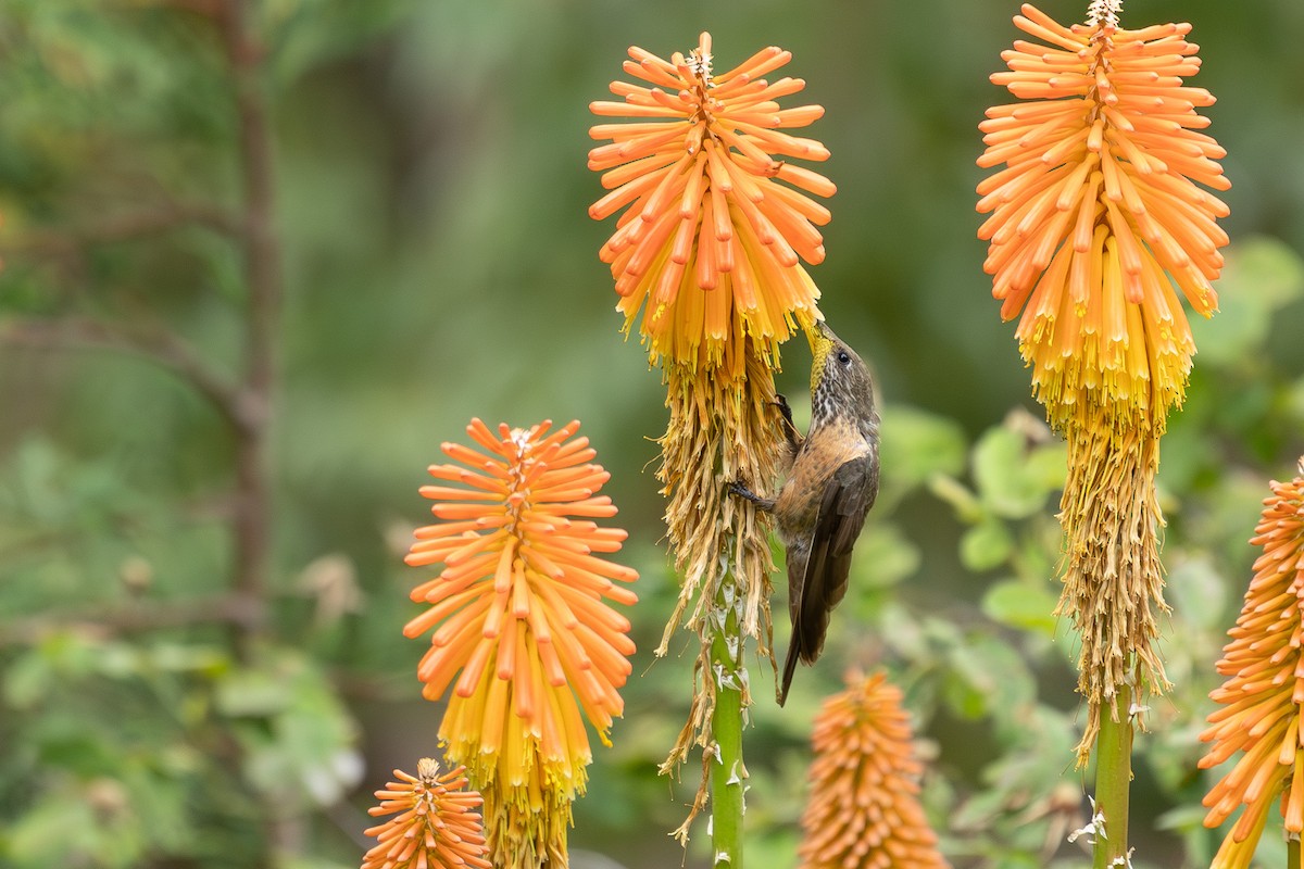 Wedge-tailed Hillstar - ML614814334