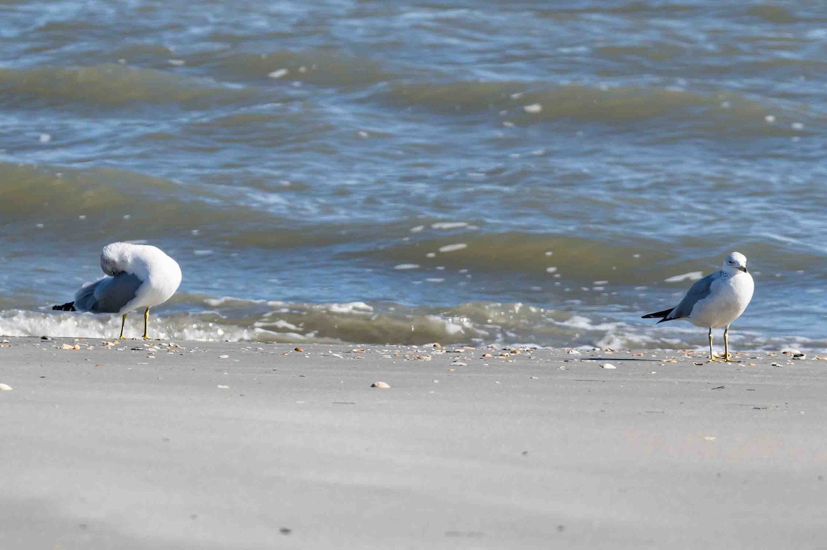 Ring-billed Gull - ML614814338