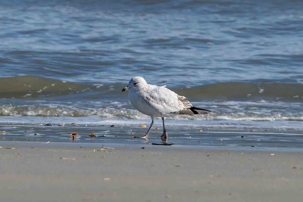 Ring-billed Gull - ML614814339