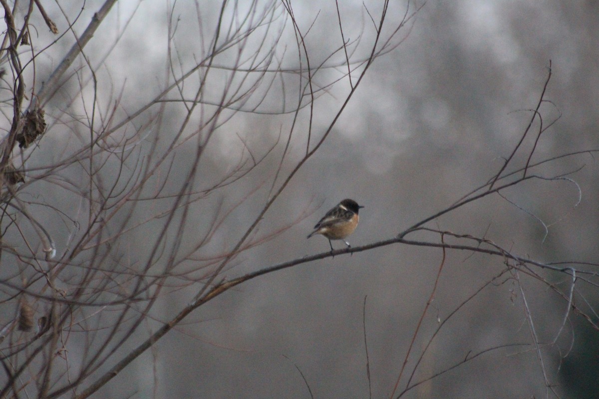 European Stonechat - ML614814366