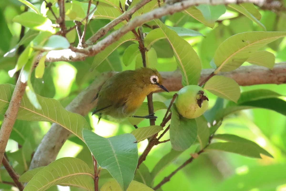 Kilimanjaro White-eye - ML614814407