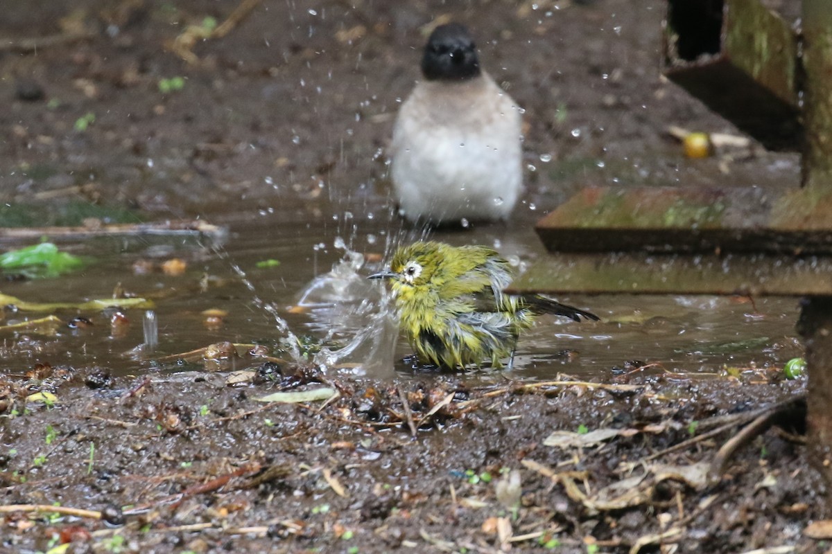 Kilimanjaro White-eye - Fikret Ataşalan