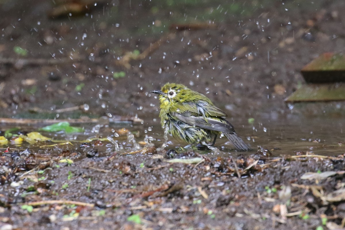 Kilimanjaro White-eye - ML614814409