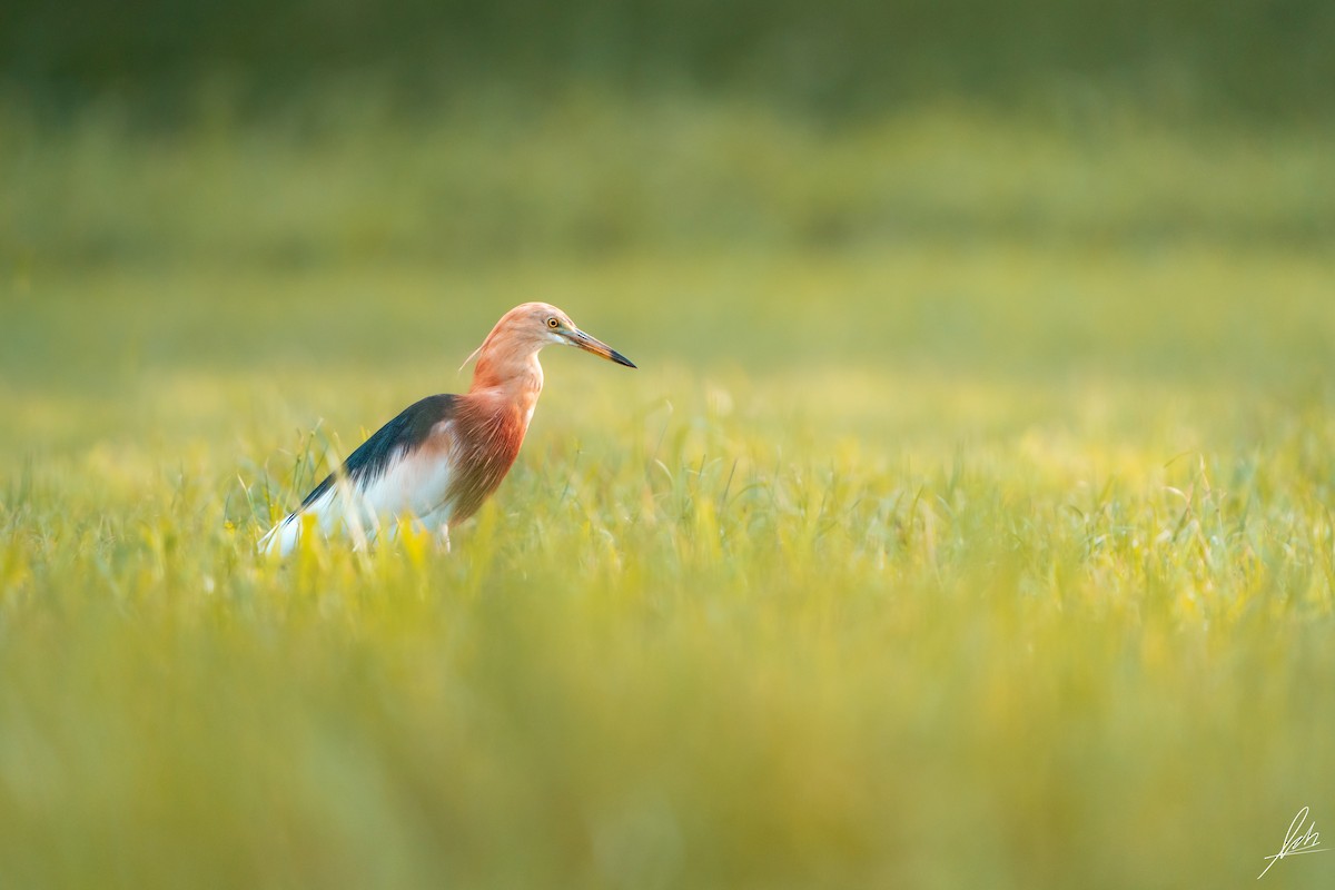 Javan Pond-Heron - ML614814436