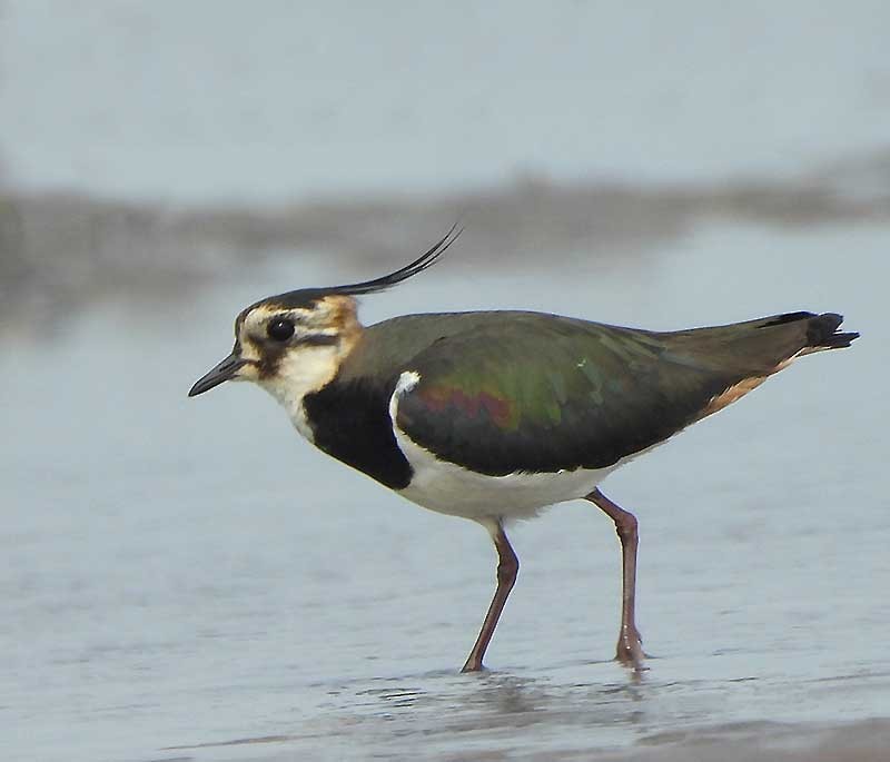 Northern Lapwing - ML614814478