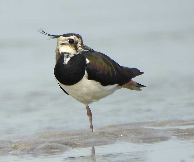 Northern Lapwing - Supriya Kulkarni