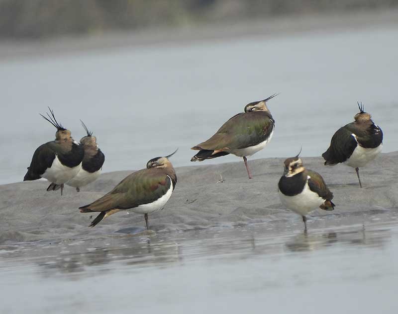 Northern Lapwing - Supriya Kulkarni