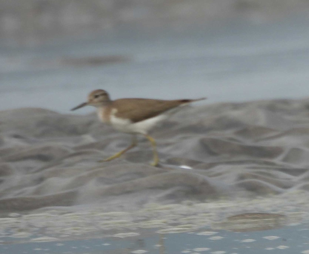 Common Sandpiper - ML614814511