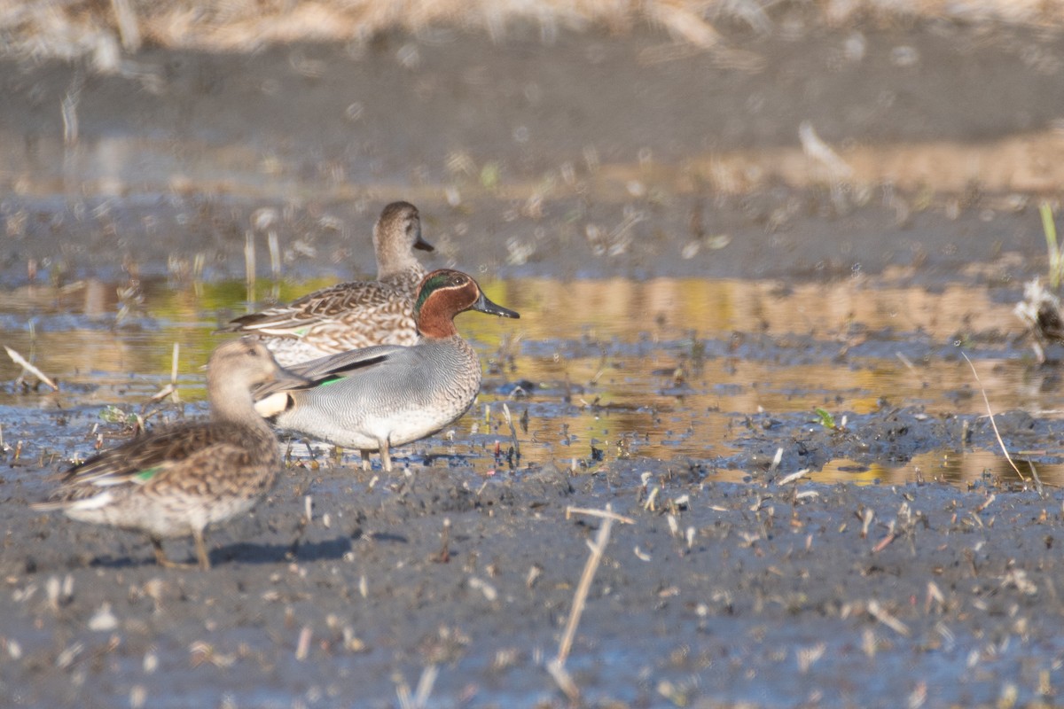 Green-winged Teal - Anonymous