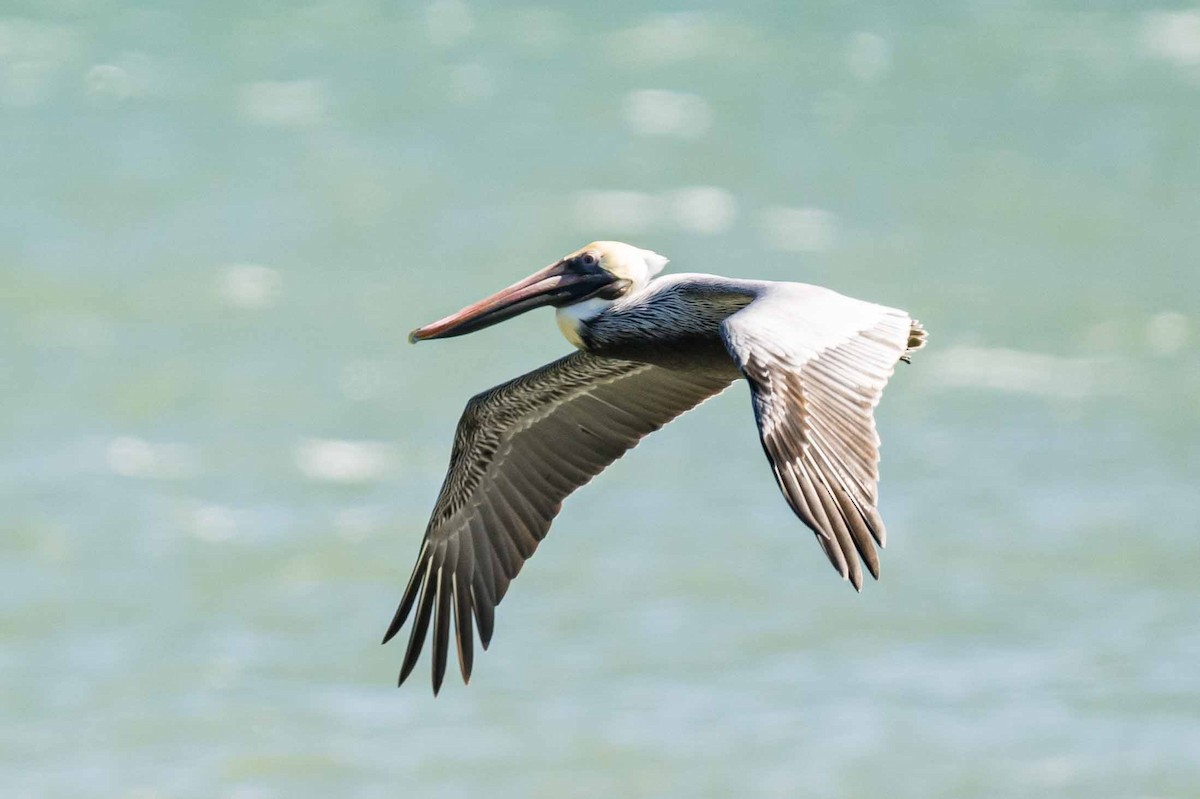 American White Pelican - ML614814570