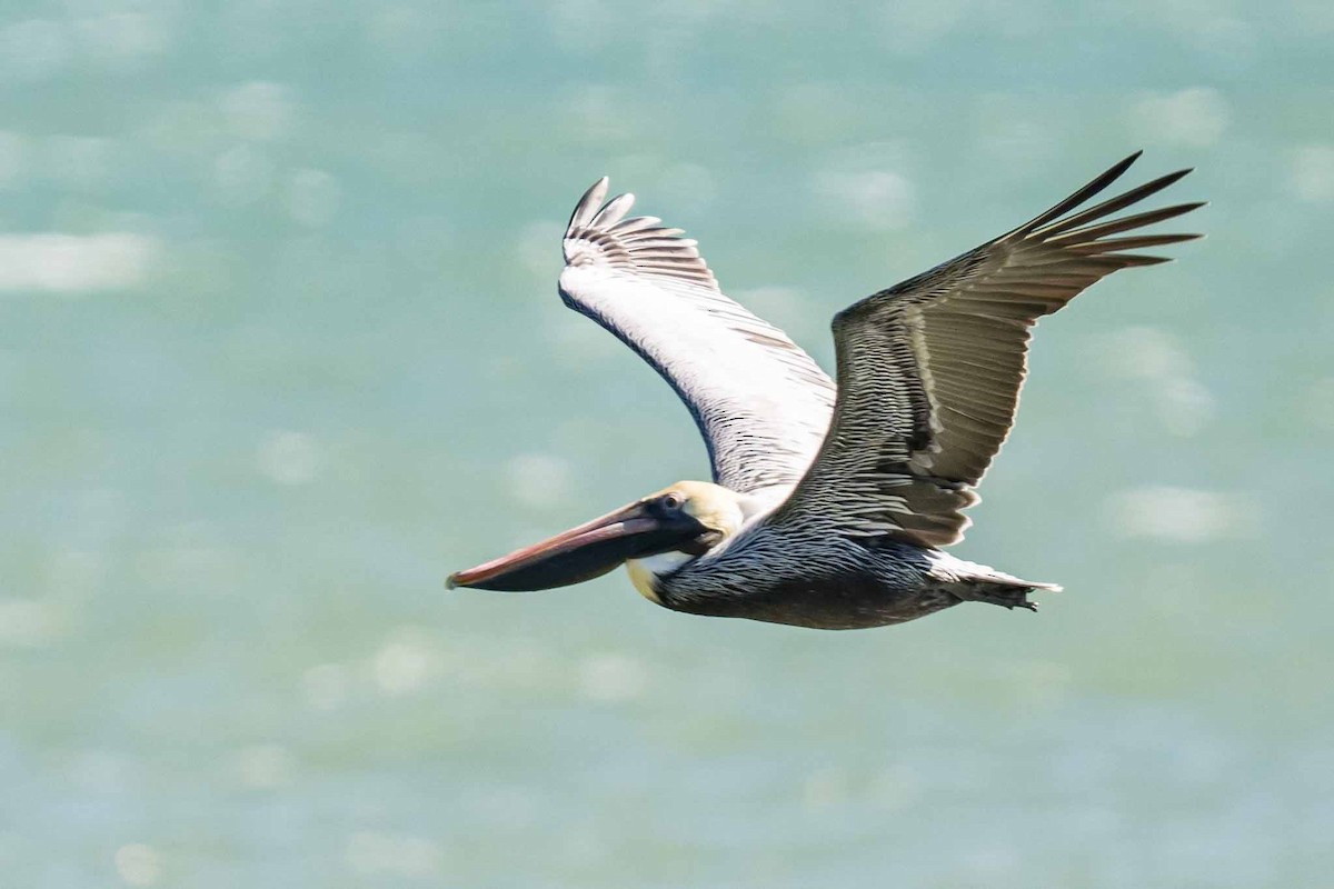 American White Pelican - ML614814571