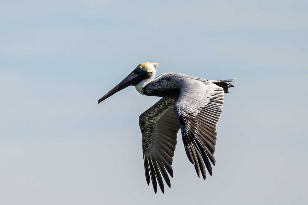 American White Pelican - ML614814572