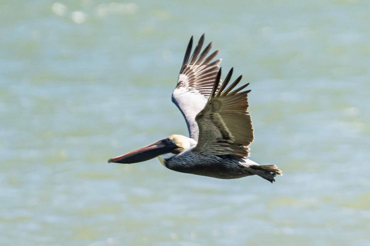 American White Pelican - ML614814573