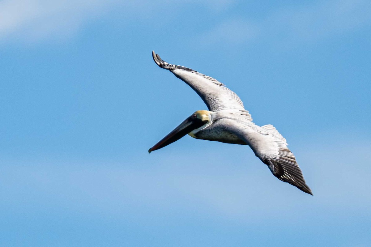 American White Pelican - ML614814574