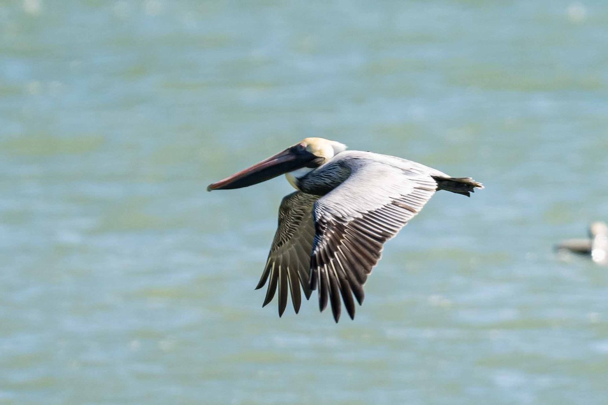 American White Pelican - ML614814575