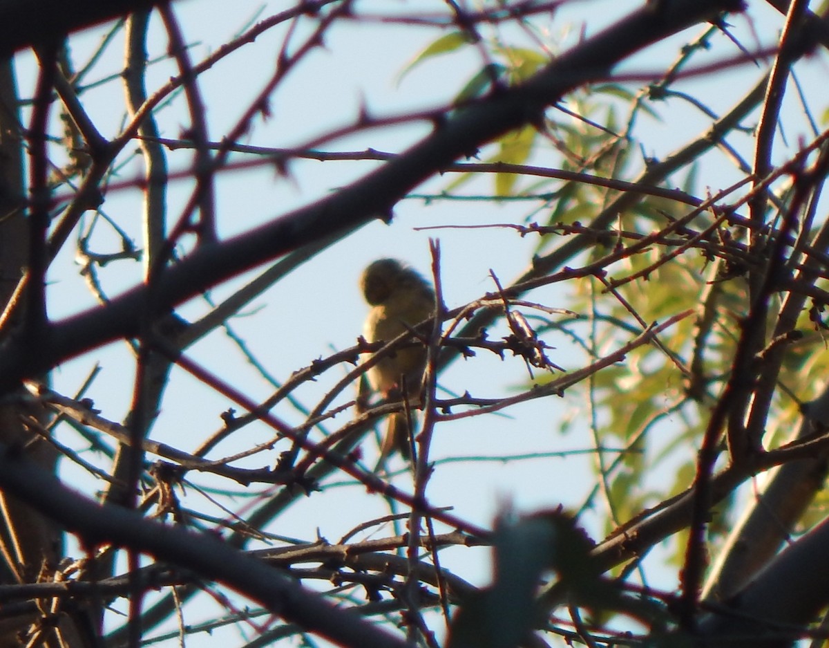 Spinus sp. - Tiziano Luka