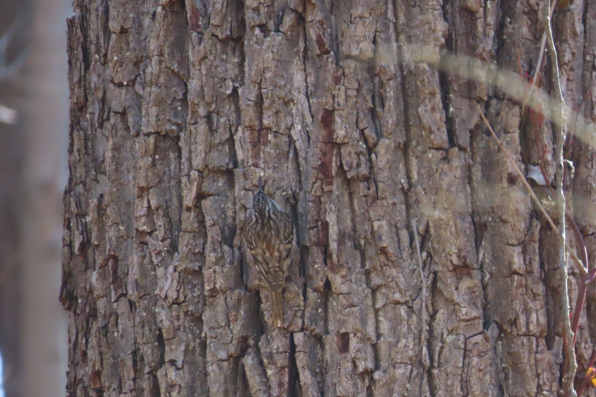 Brown Creeper - ML614814629