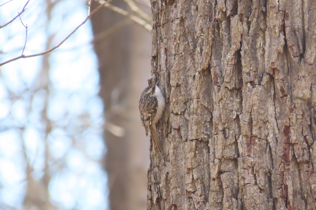 Brown Creeper - ML614814637