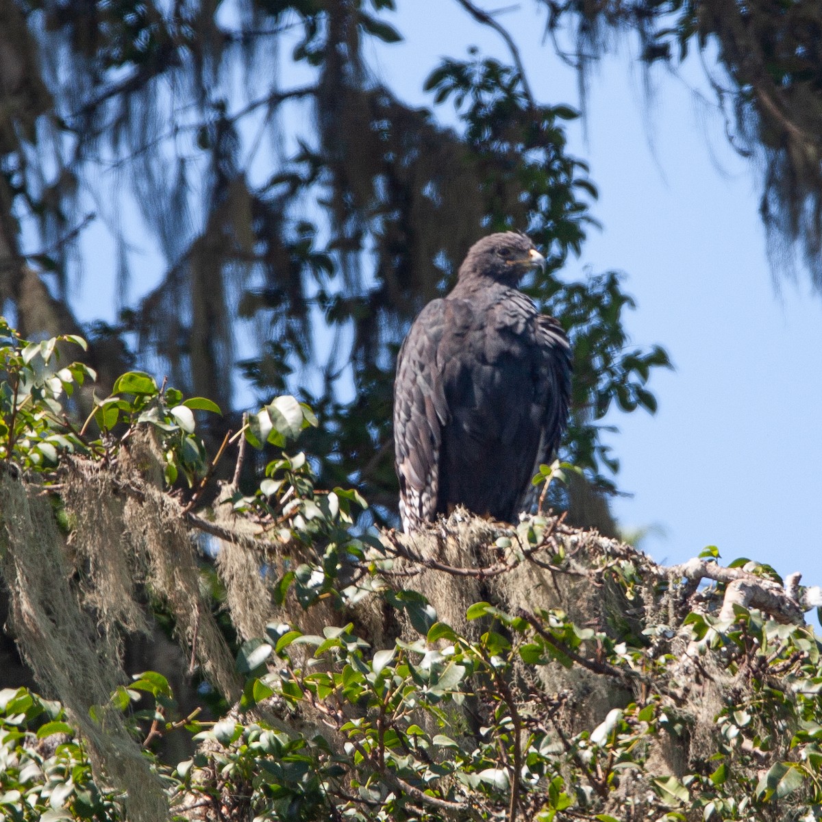 Mountain Buzzard - ML614814640