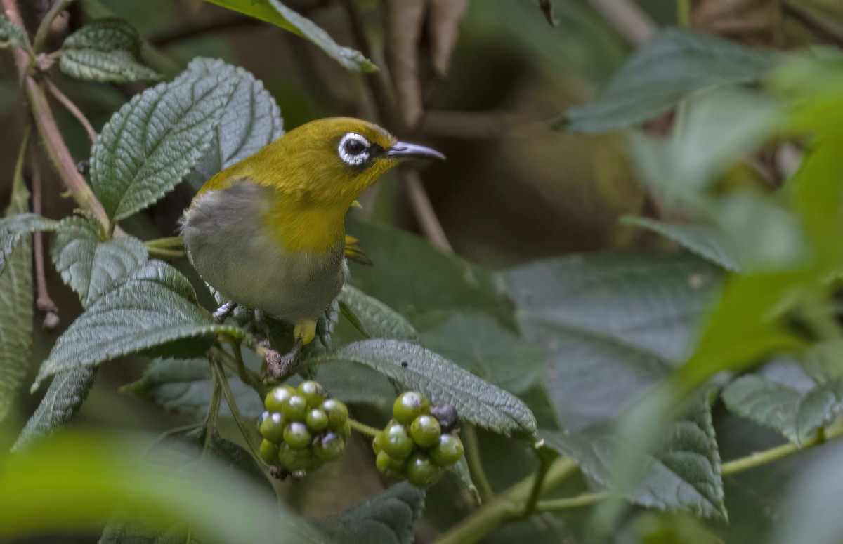 Indian White-eye - ML614814646