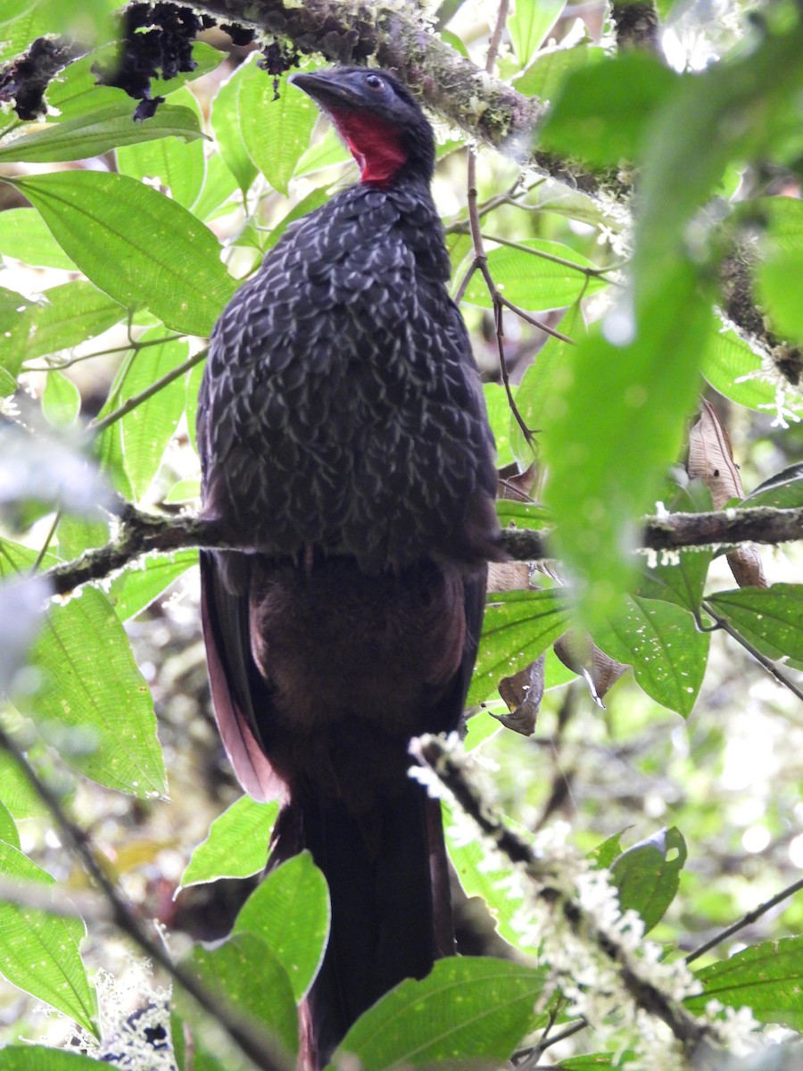 Cauca Guan - ML614814752