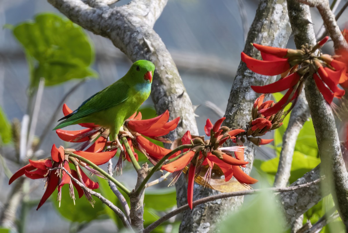 Vernal Hanging-Parrot - Sourav Halder