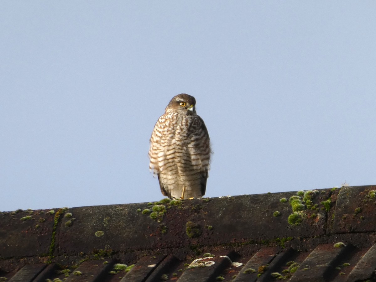 Eurasian Sparrowhawk - ML614814824