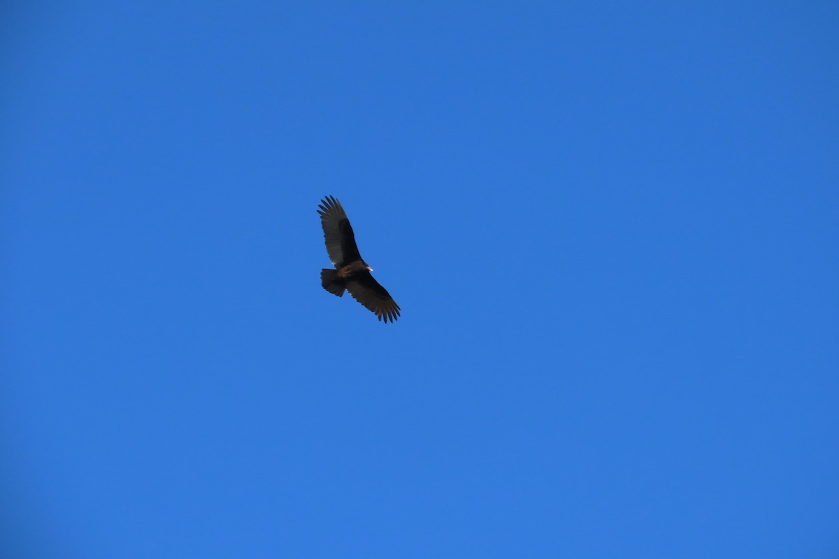 Turkey Vulture - ML614814827