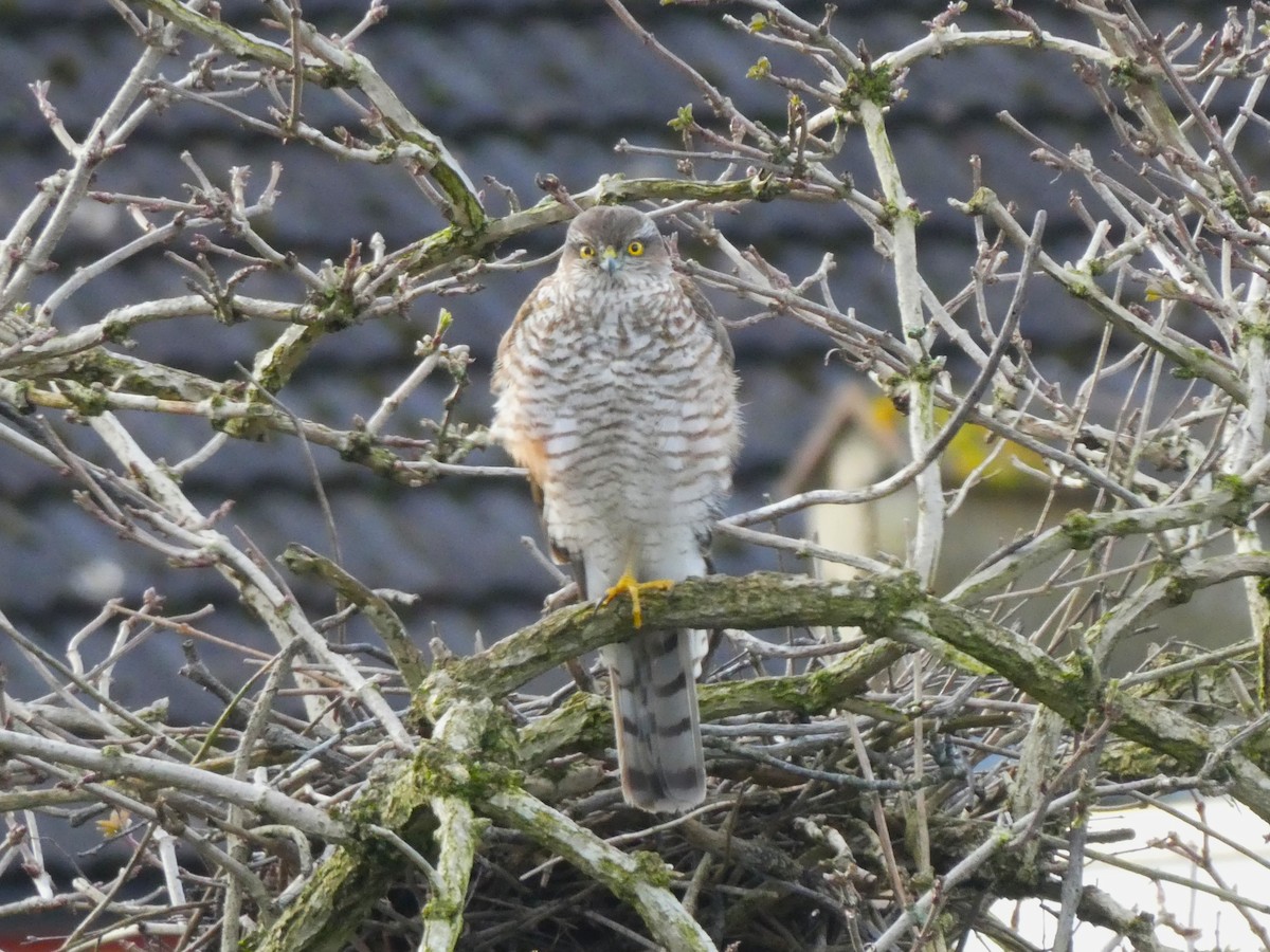 Eurasian Sparrowhawk - ML614814836