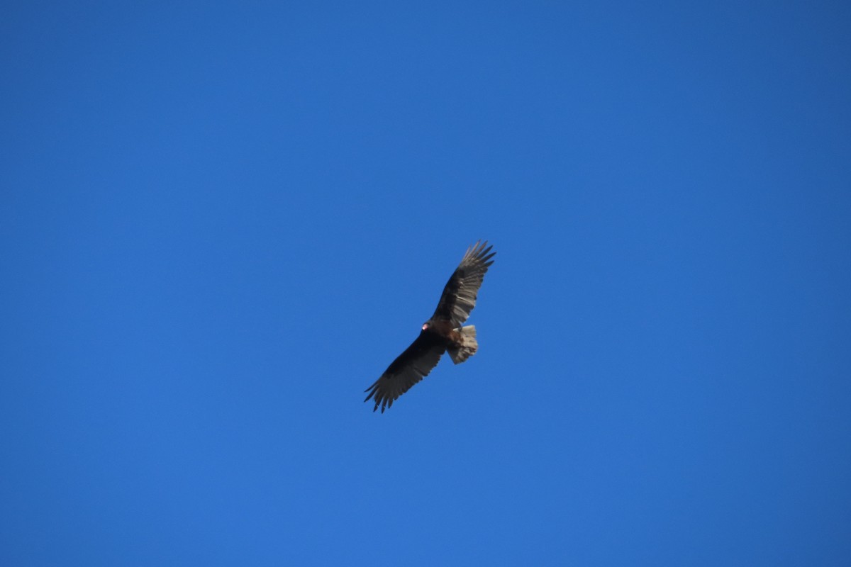 Turkey Vulture - ML614814846