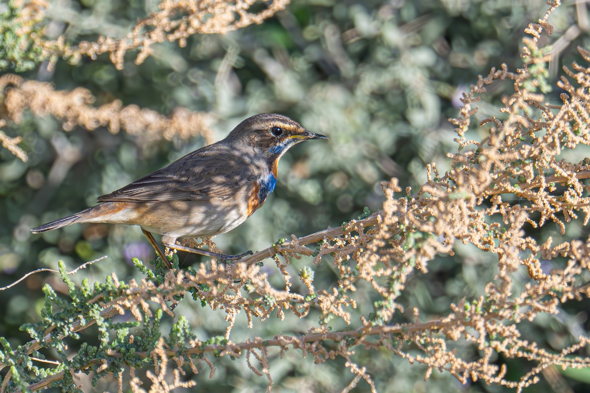 Blaukehlchen - ML614814854