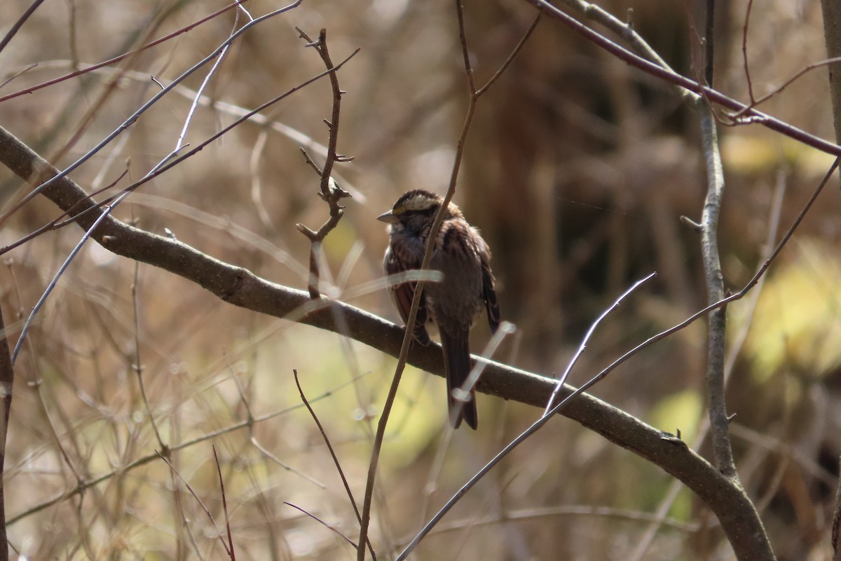 White-throated Sparrow - ML614814876